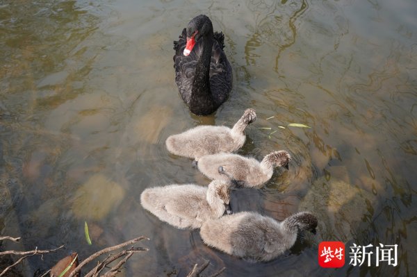 九游体育官网登录入口有一双黑天鹅带着4只小黑天鹅宝宝-九游体育官网 九游娱乐(NineGameSports)官方网站